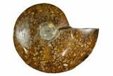 Polished, Agatized Ammonite (Cleoniceras) - Madagascar #164143-1